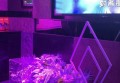 平度宠物摄影招聘文案（探索爱宠魅力，平度宠物摄影师招募启事）